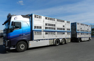 VOLVO FH 500 for animal transport livestock truck + livestock trailer